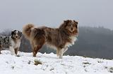 BERGER AUSTRALIEN - ADULT & PUPPY 056